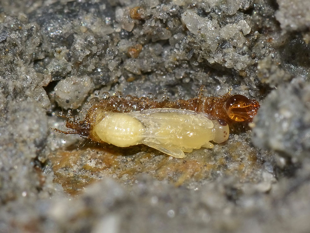 Larva di carabidae parassitata